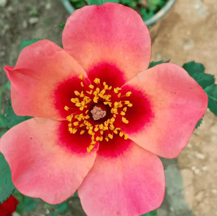 For Your Eyes Only | Floribunda Rose
