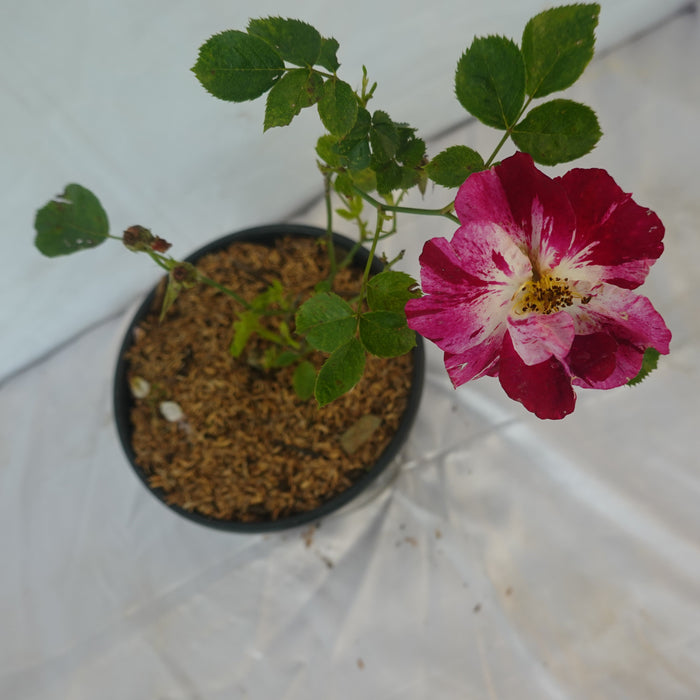 Fourth Of July I Climbing Rose