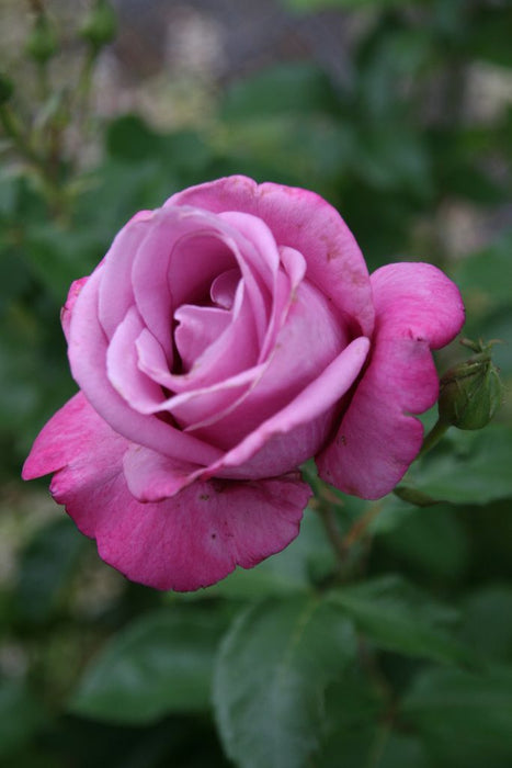 Fragrant Plum | Grandiflora Rose