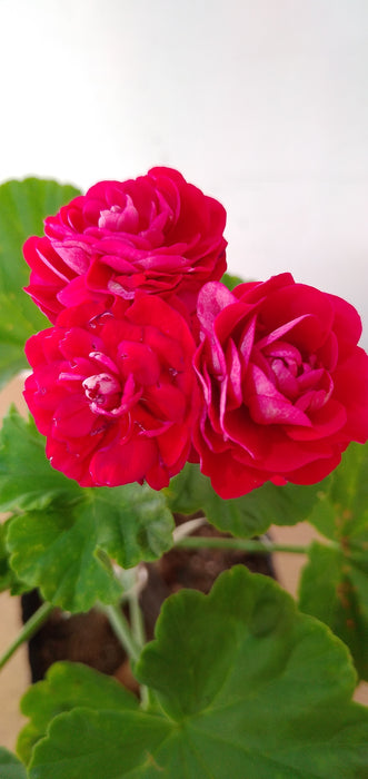 Geraniums ( Double Petal Red )