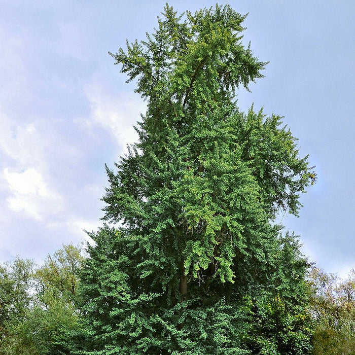 Ginkgo Biloba | Tree
