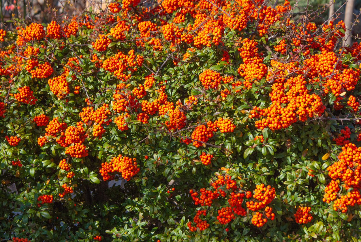 Mohave Pyracantha Bushes for Sale Mainaam Garden