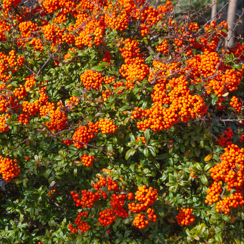 Картинки КУСТАРНИК ПИРАКАНТА