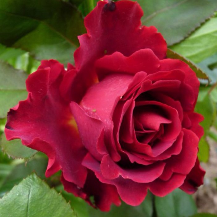 Hommage a Barbara | Hybrid Tea Rose