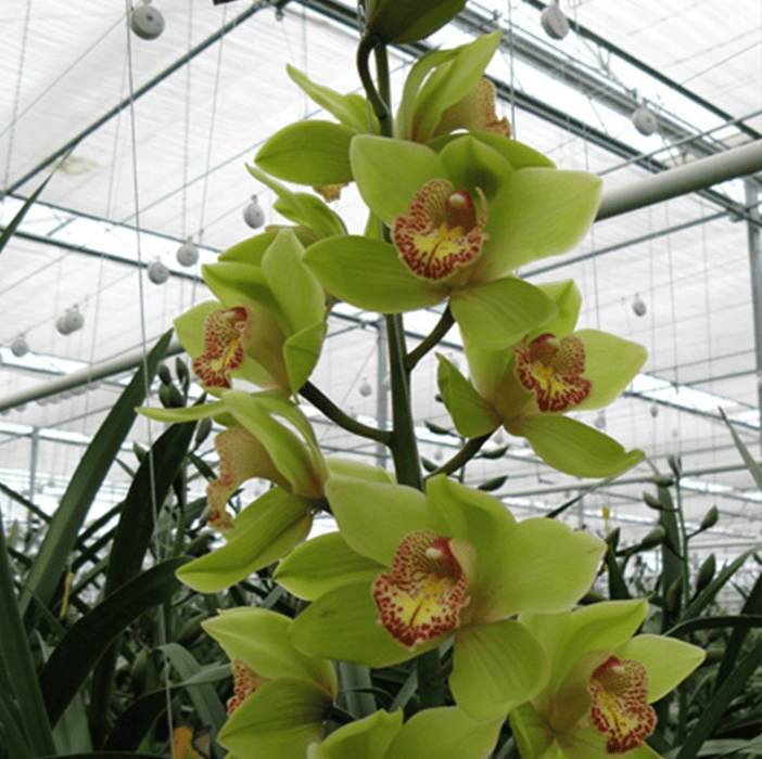 Honey Green Melissa Cymbidium Orchid