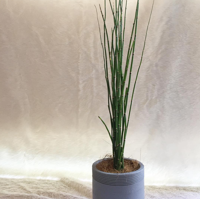 horsetail plant indoor Horsetail Bamboo — Mainaam Garden