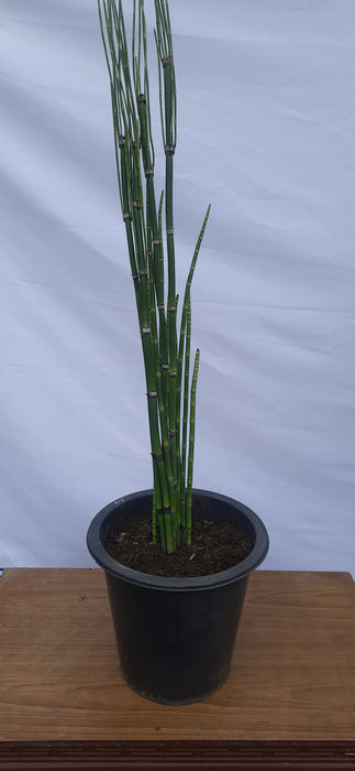 Horsetail Bamboo