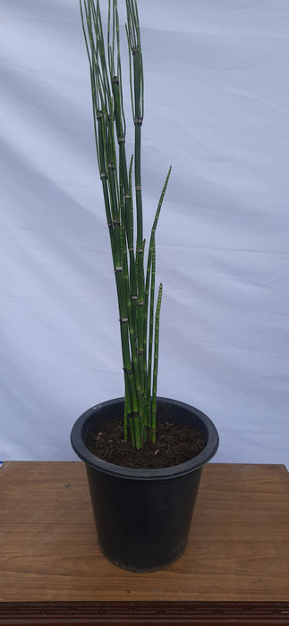 indoor potted horsetail plant Horsetail Bamboo — Mainaam Garden