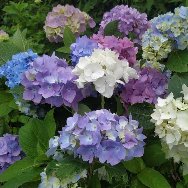 Hydrangea4937　0502 指定07 Hydrangea Macrophylla| (Shrub flowering plants) - Mainaam Garden