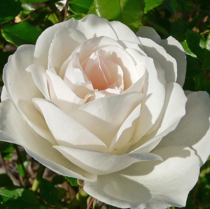 Iceberg Rose | Climbing Rose