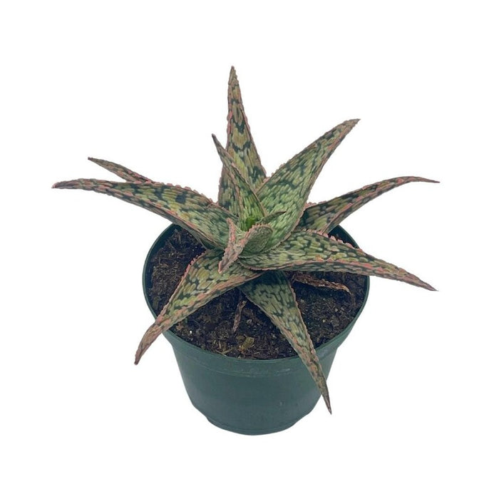 Aloe rauhii Reynolds(White Aloe)