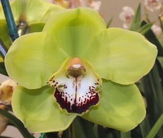 Green Cymbidium Orchid