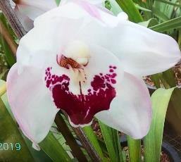 No.7 Cymbidium Orchid (Flask)