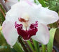 No.7 Cymbidium Orchid (Flask)