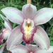 Elliot Roger Cymbidium Orchid