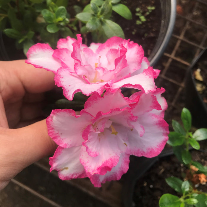 Pink Tip Azalea