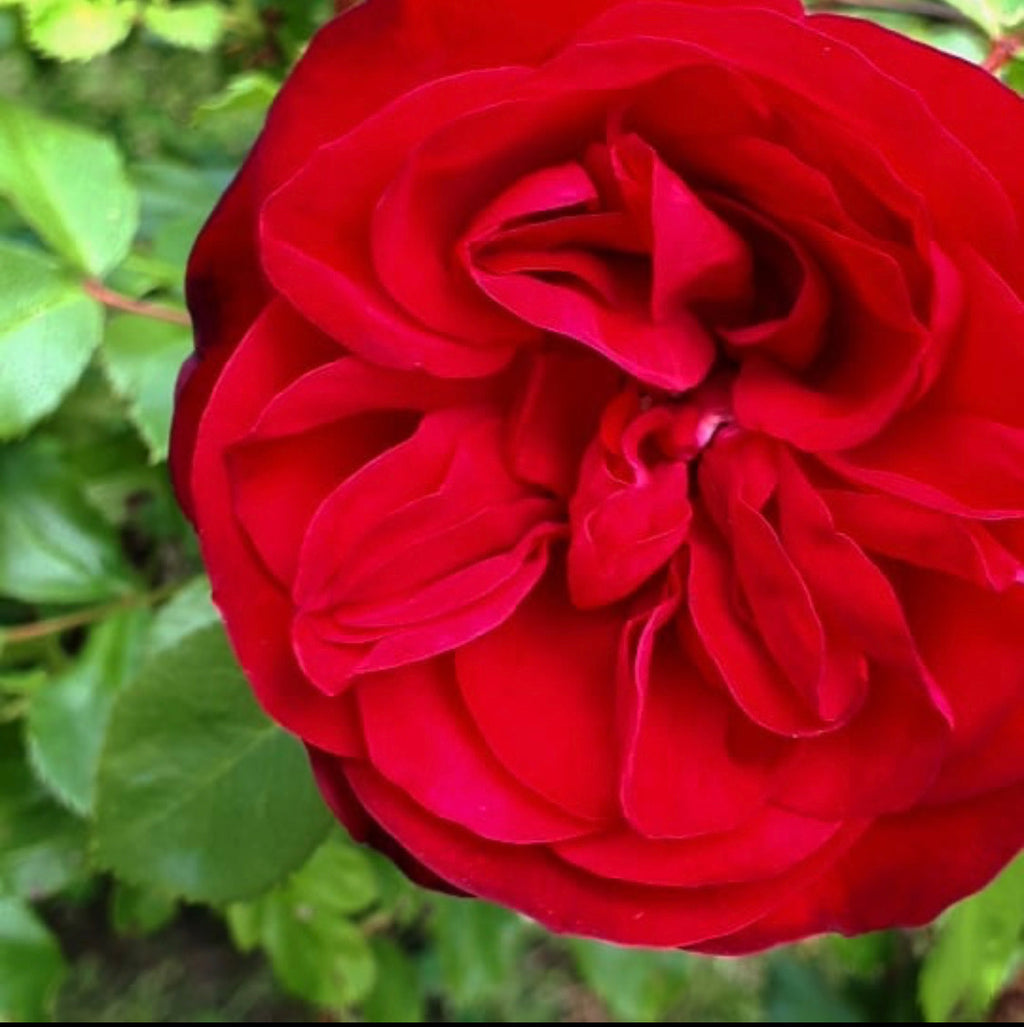 BUY ROSES I Best Prices And Fast Delivery‎ I Mainaam Garden