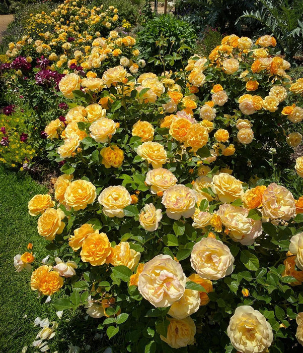 Julia Child | Floribunda Rose