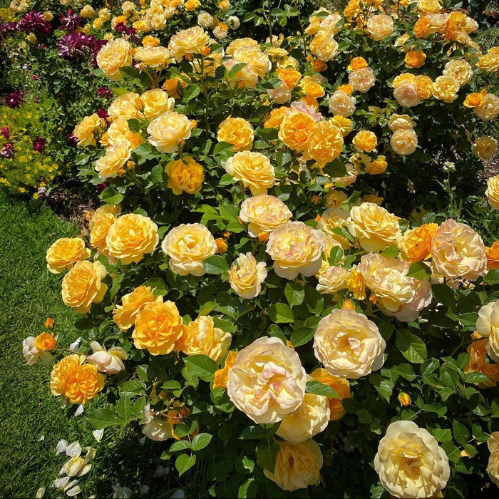 Julia Child | Floribunda Rose