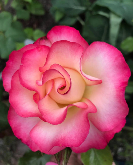 Birthday Girl Rose | Floribunda Rose