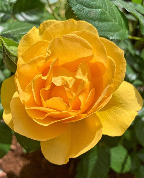 Julia Child | Floribunda Rose