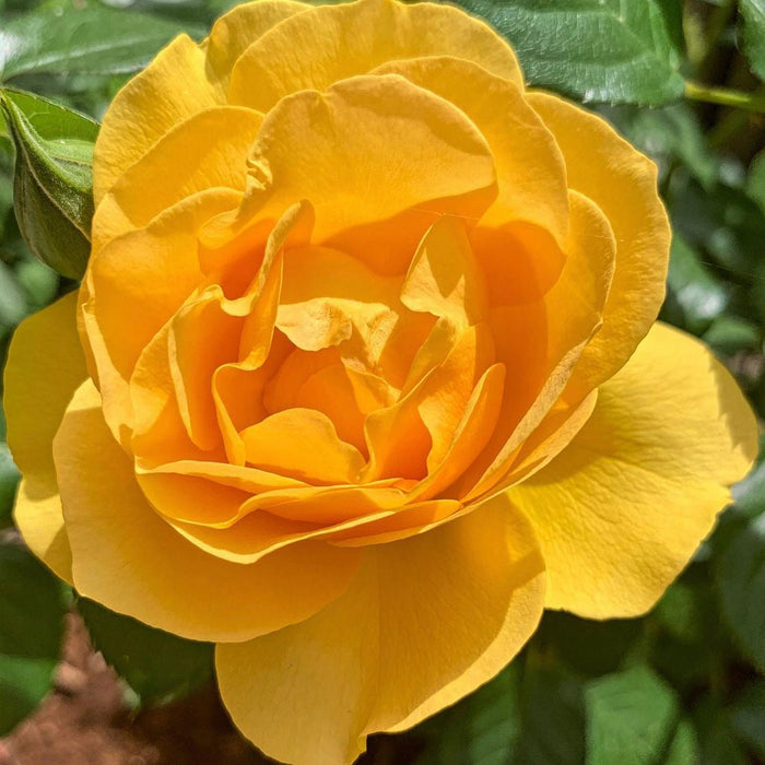 Julia Child | Floribunda Rose