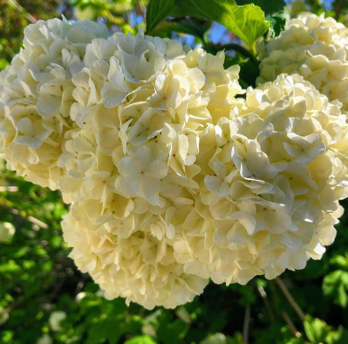Snowball Viburnum (Flowering Plant)