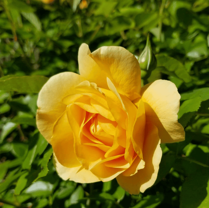 Julia Child | Floribunda Rose