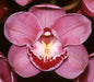 Khanebono Balannce Cymbidium Orchid