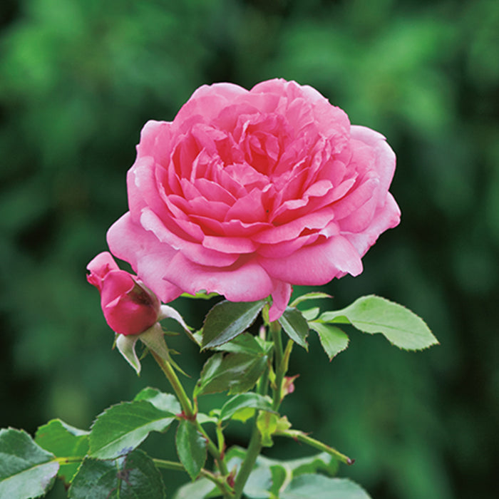 La Rose De Molinard I Pink Shrub Rose