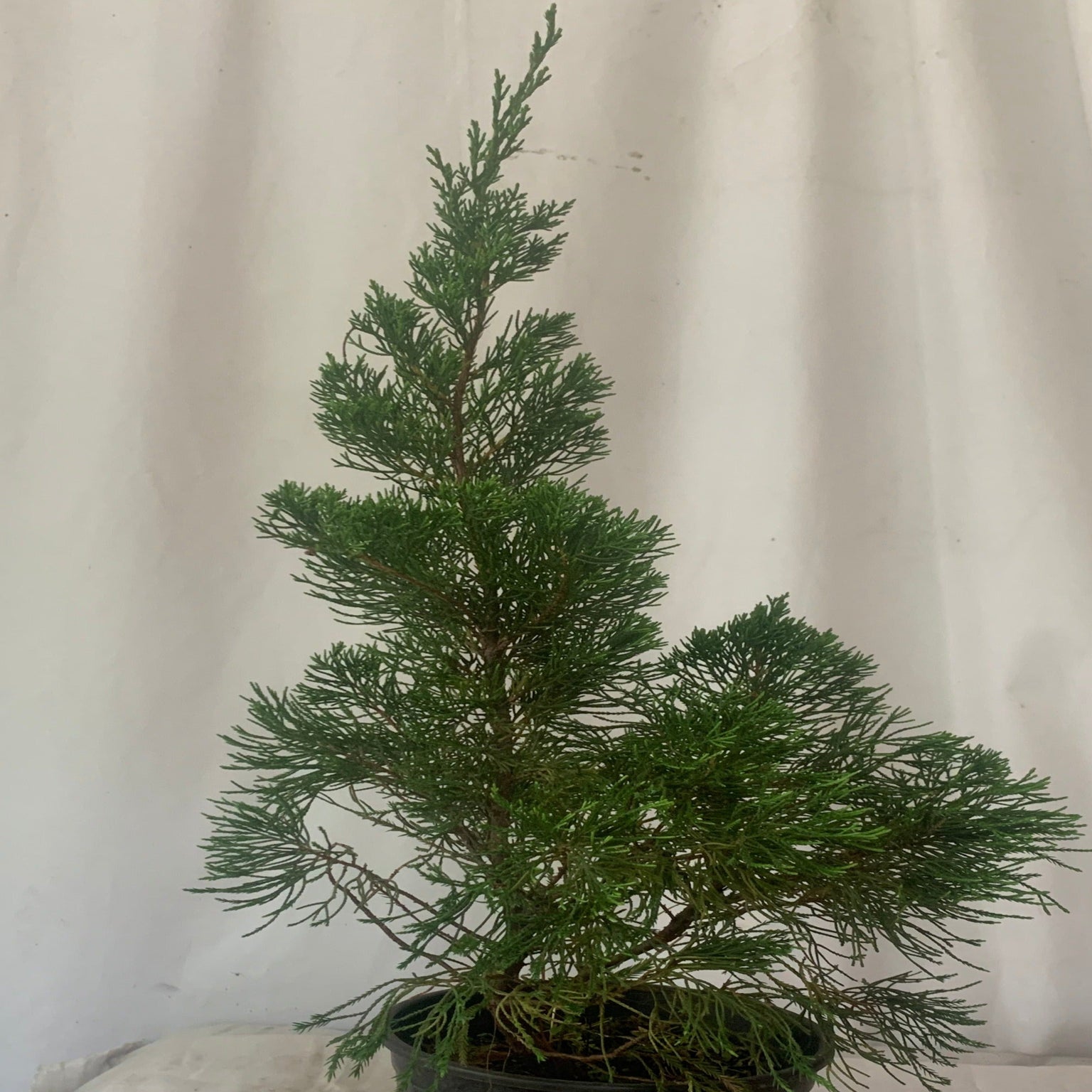 Buy Pine trees online. Range Of Pine trees for sale at Mainaam Garden