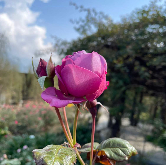 Love Song | Floribunda Rose