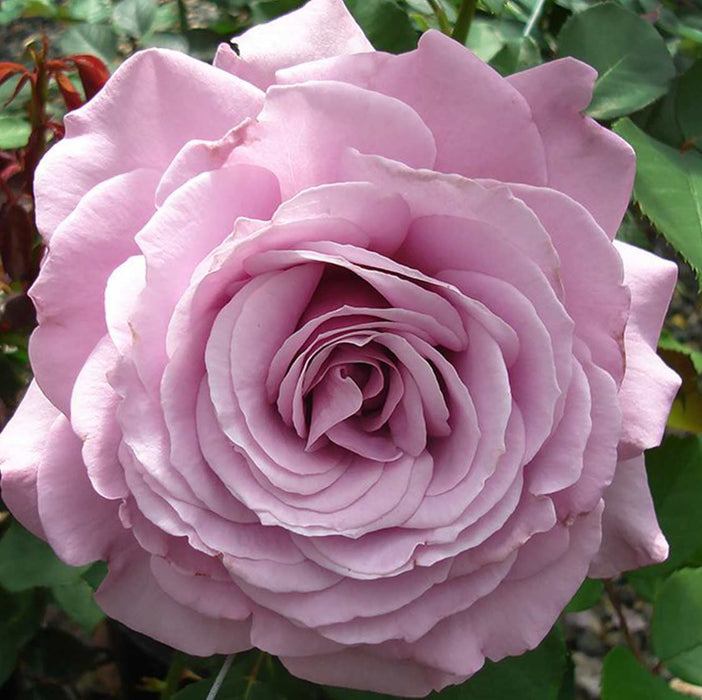 Love Song | Floribunda Rose