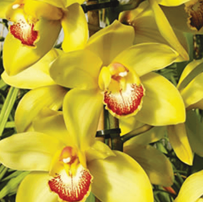 Margaret Thatchar Cymbidium Orchid ( Mature )