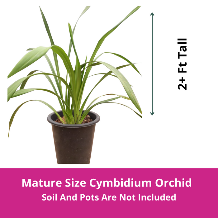 Red Nelly Purple Satin Cymbidium Orchid (Mature)