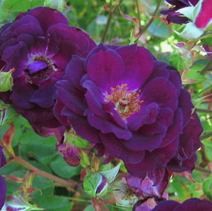 Midnight Blue Rose | Shrub Roses