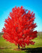 October Glory Maple Tree - Mainaam Garden