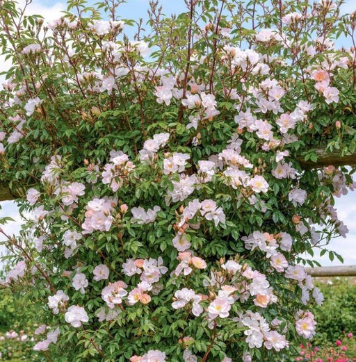 Open Arms (Climbing Rose)