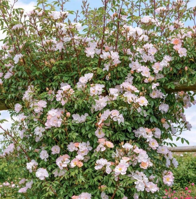Open Arms Climbing Rose — Mainaam Garden