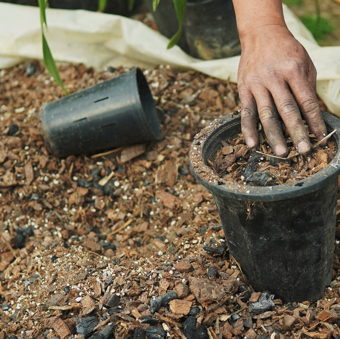 Mainaam Orchids Potting Mix — Mainaam Garden