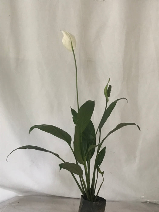 Spathe Flower(Peace Lily)