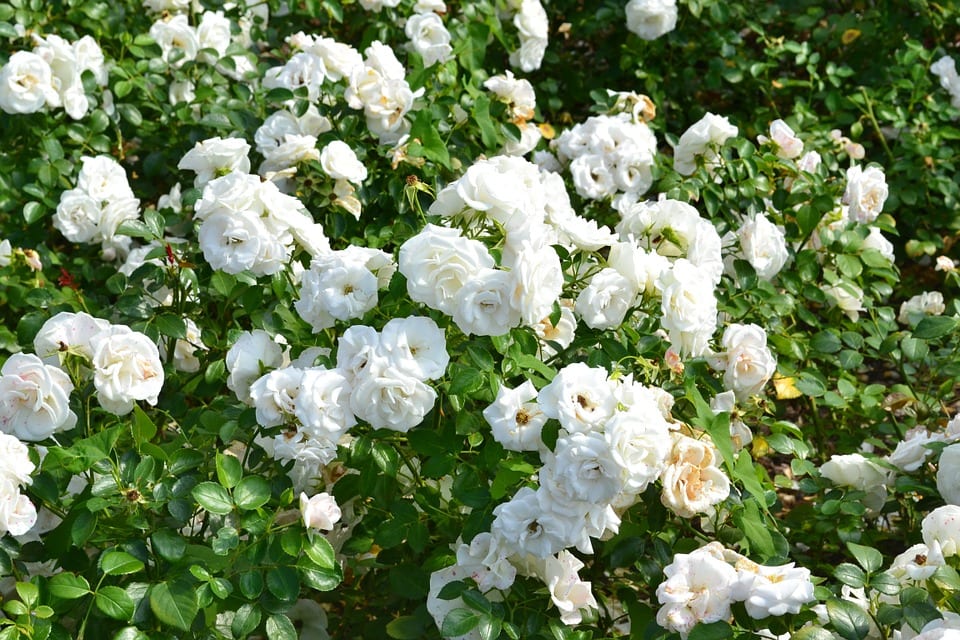 Iceberg Rose | Climbing Rose