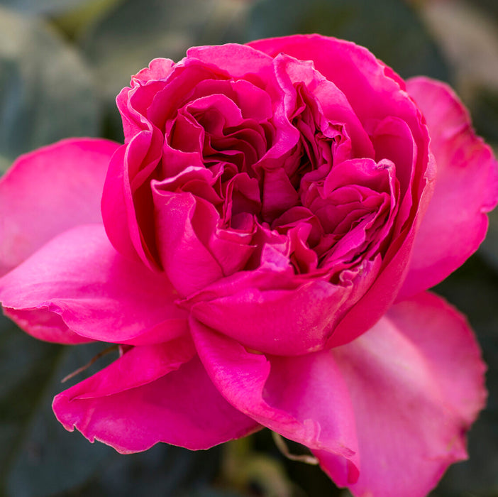 Pink Traviata | Hybrid Tea Rose