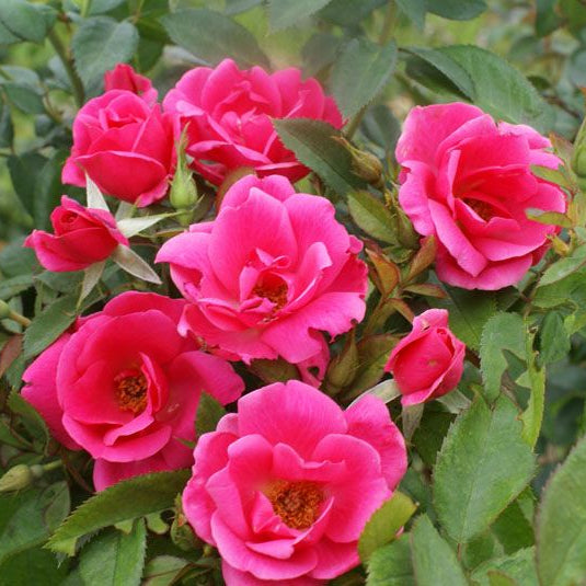 Pink Ayoba Rose | Floribunda Rose