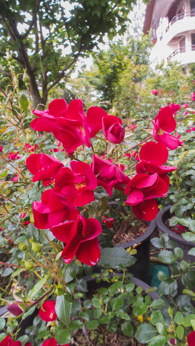 Pixie hat | Floribunda Rose