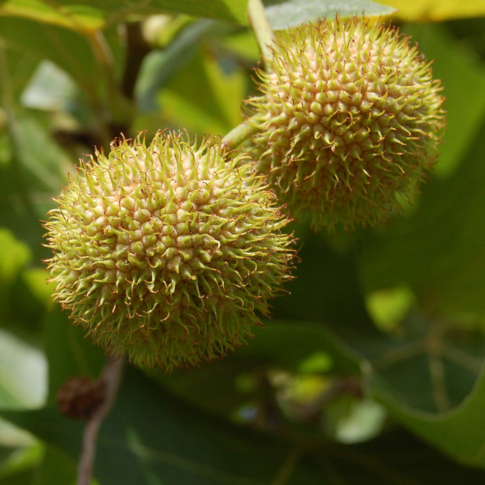 Platanus Orientalis (Chinar)|Tree plants