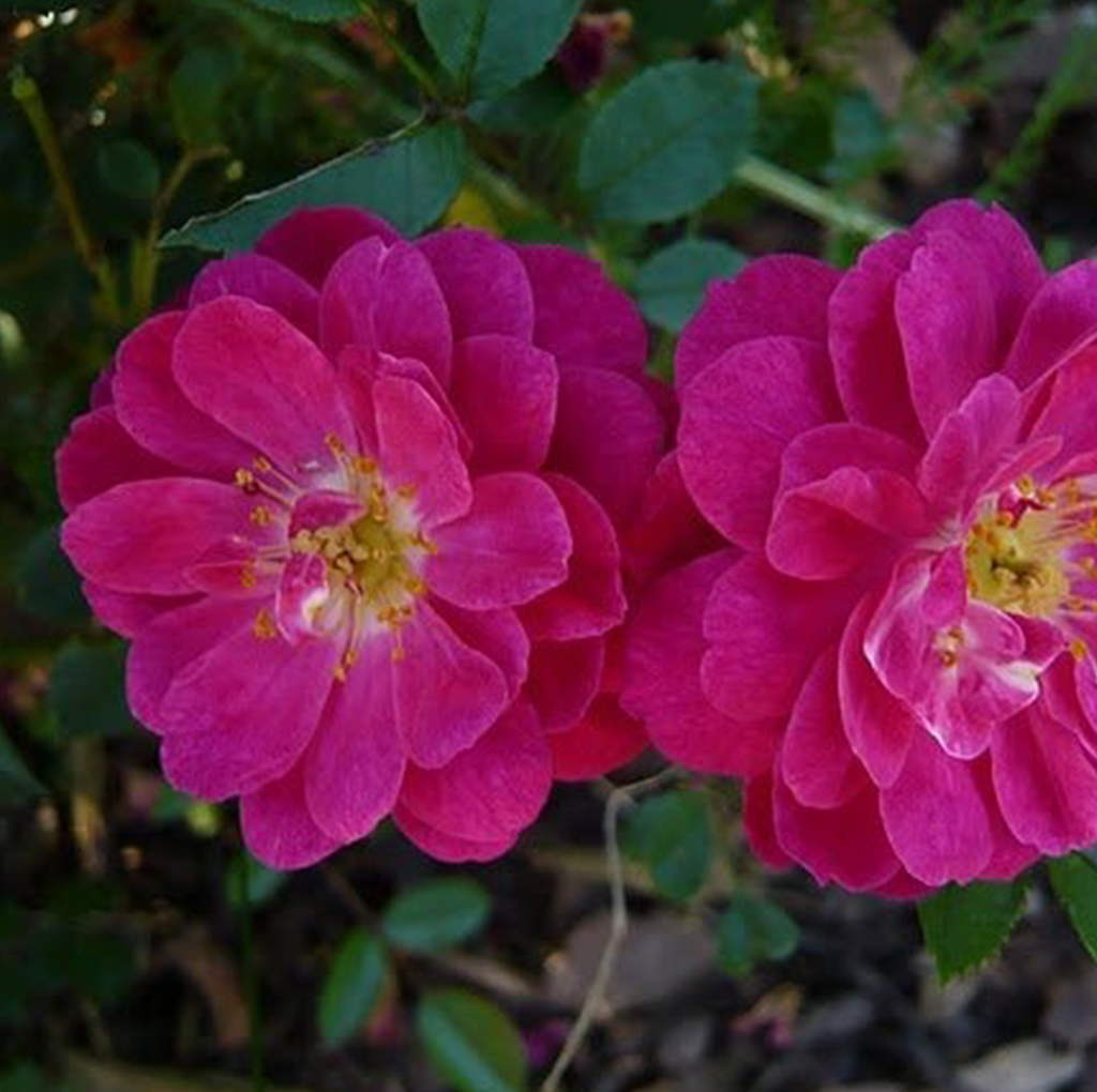 BUY ROSES I Best Prices And Fast Delivery‎ I Mainaam Garden