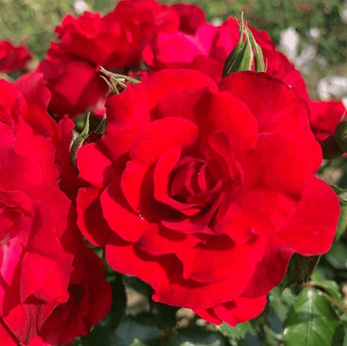 Red Finesse Rose