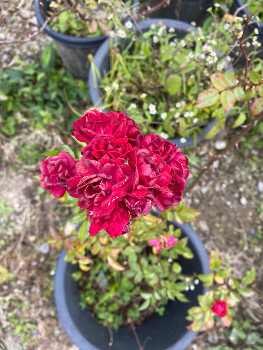 Red Fairy Rose | Shrub Rose