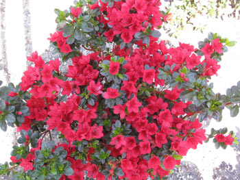 Ruby Glow Azalea